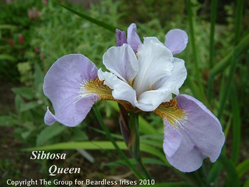 Iris Sibtosa Queen4